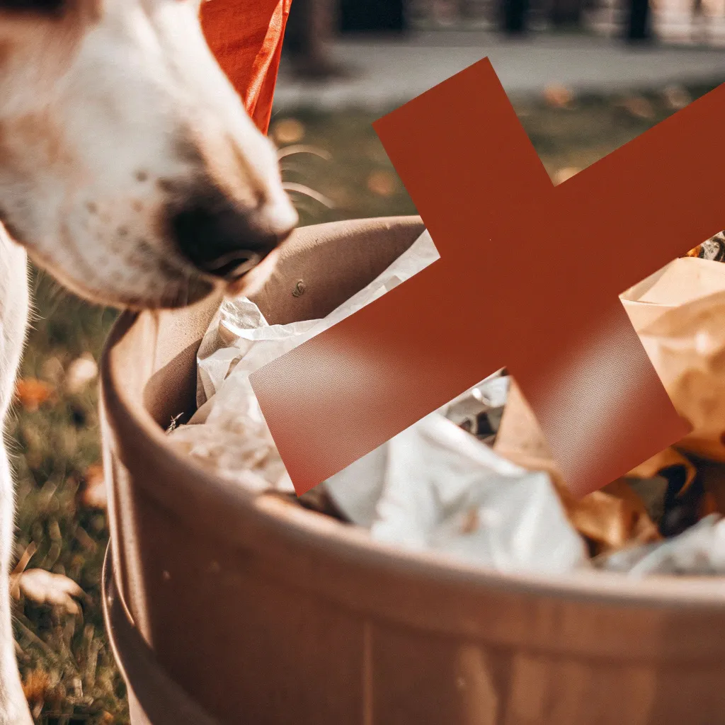 causes-of-dog-diarrhea-food Dog sniffing trash can common cause of diarrhea