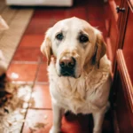 Dog with diarrhea sitting sadly on kitchen floor