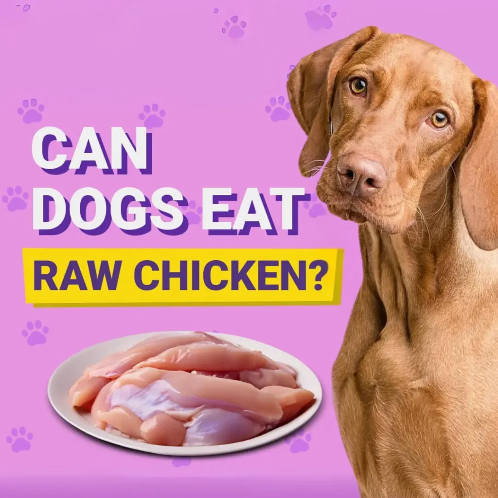can dogs eat raw chicken safely