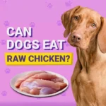 can dogs eat raw chicken safely